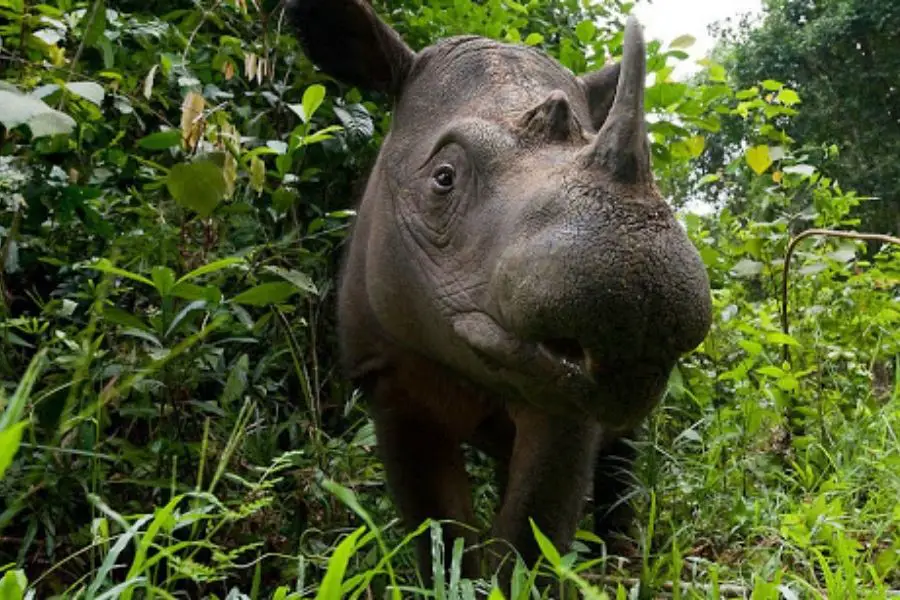Sumatran Rhinoceros

