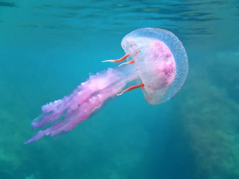 Giant Fuchsia-Pink Jellyfish