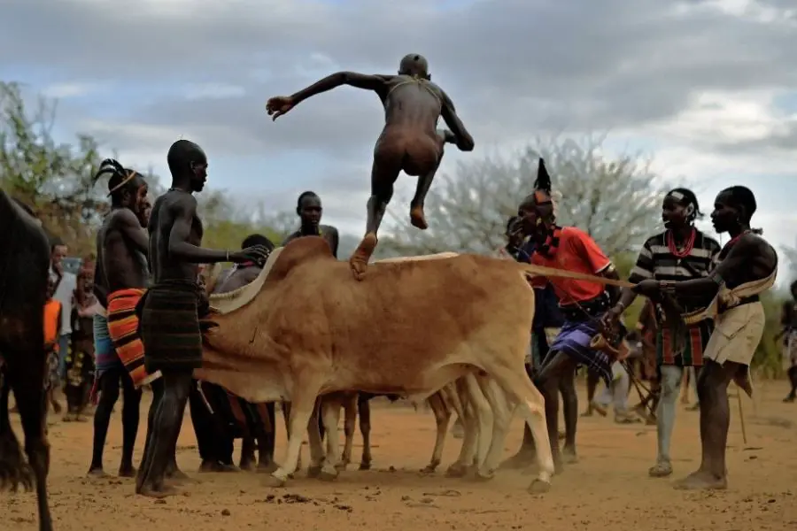 bull jumping in africa