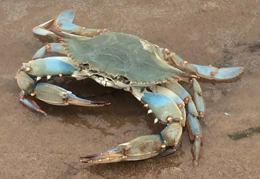 Blue Crabs 