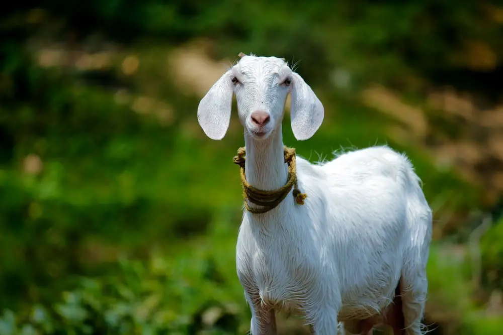 Eating Goat Can Grow Facial Hair