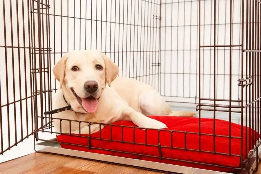Consider Crate Training For Your Dog