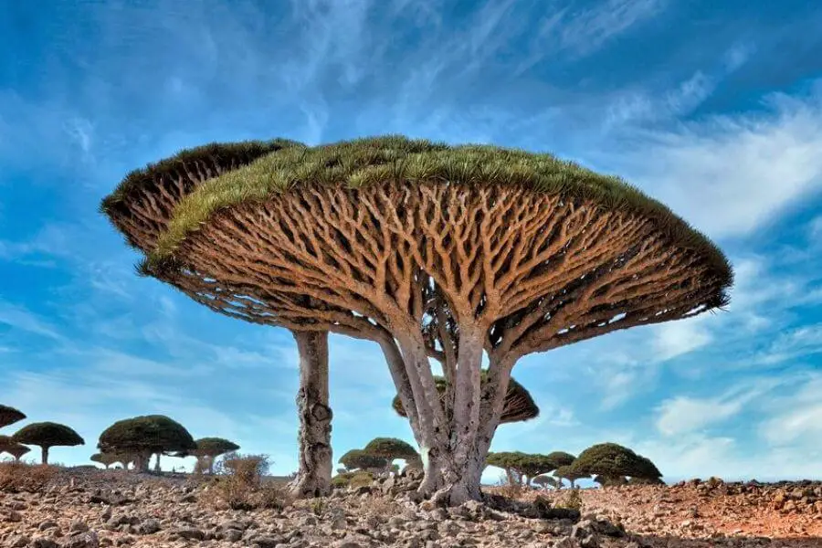 Island of Socotra