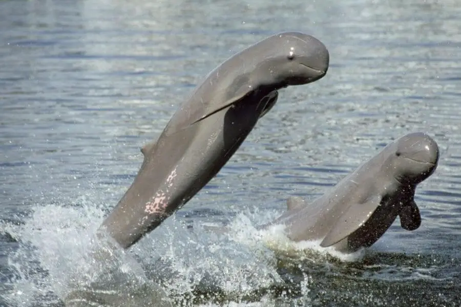 Irrawaddy Dolphins