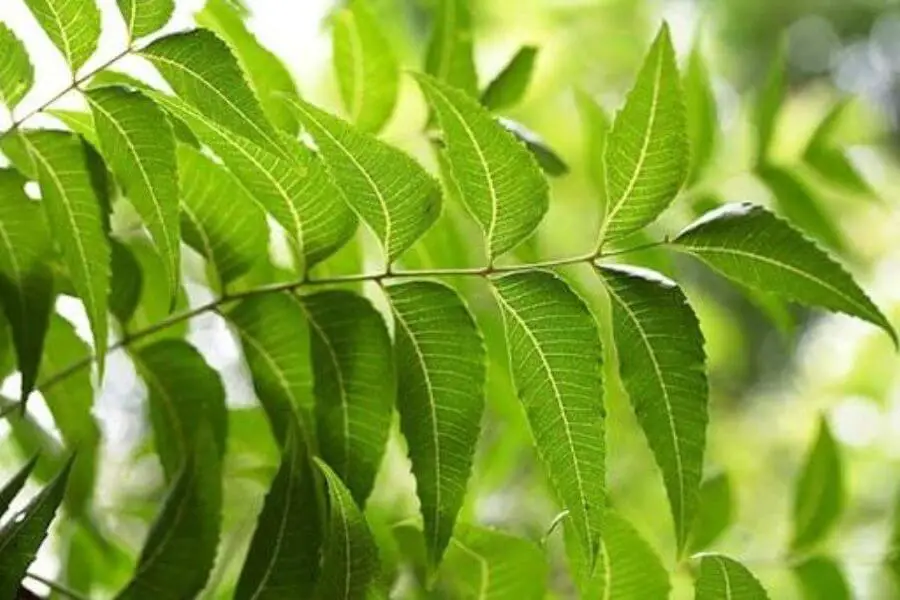 Neem Is Used As Contraceptive