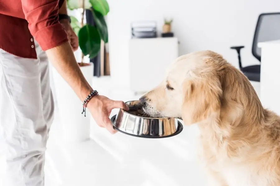 Make Sure Your Dog Always Has Fresh Water Available