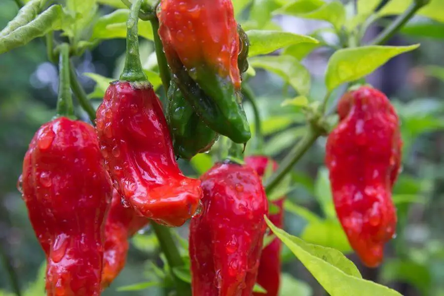 Top 15 surprising facts about North-east India - Spiciest chili of the world