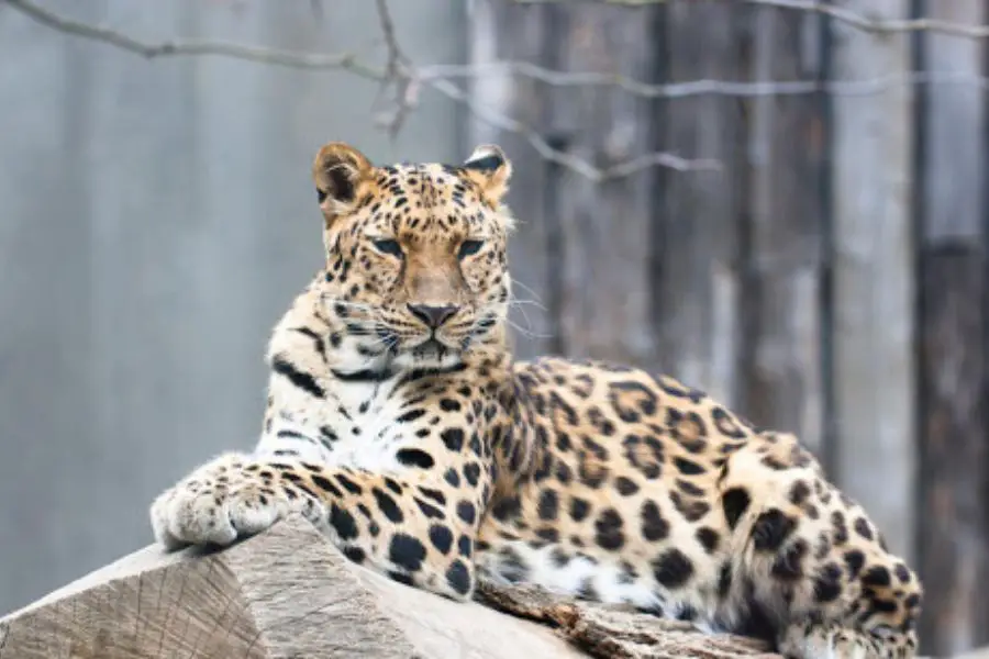 Amur leopard 