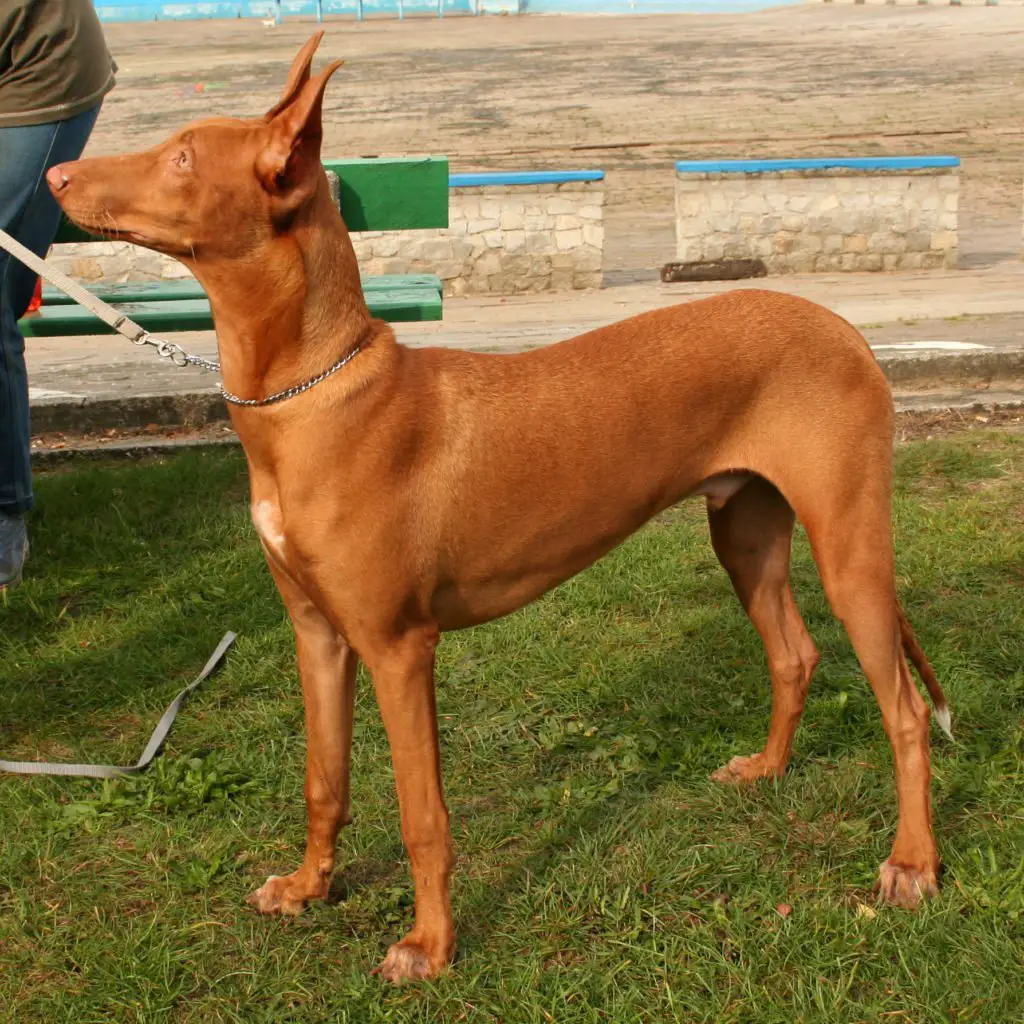 pharaoh-hound