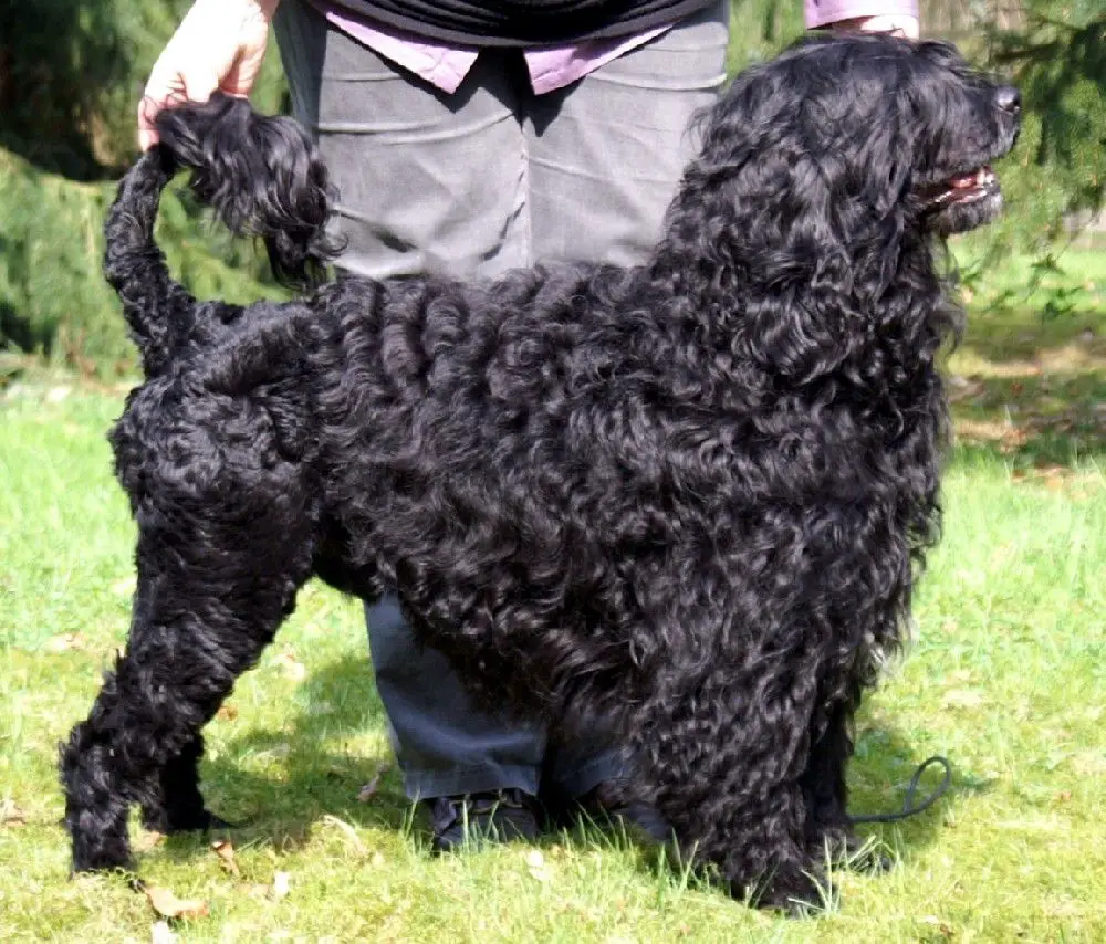 portuguese-water-dog