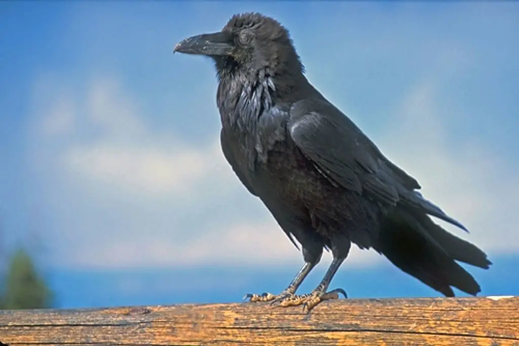 Haida Legend: Ravens Found Human Existence