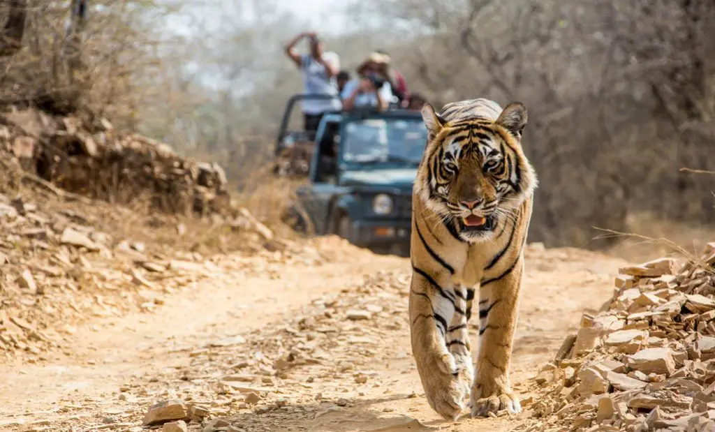 Seeing A Tiger In A Wildlife Sanctuary