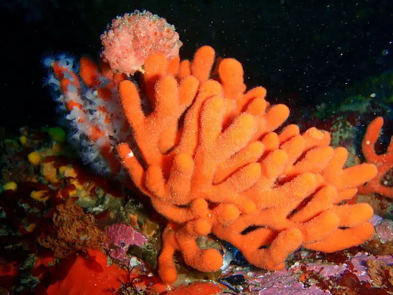 Sea Sponges regenerate even if you put them in a blender