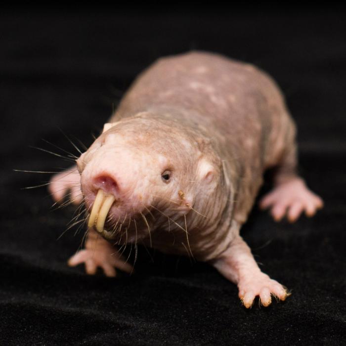 Naked Mole-Rat