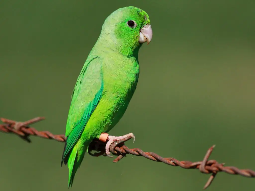 Wild Parrots name their children
