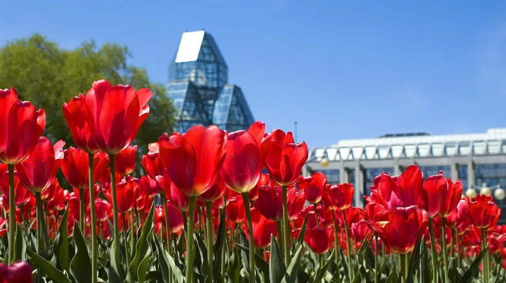 The Netherlands sends thousands of tulips to Canada once a year