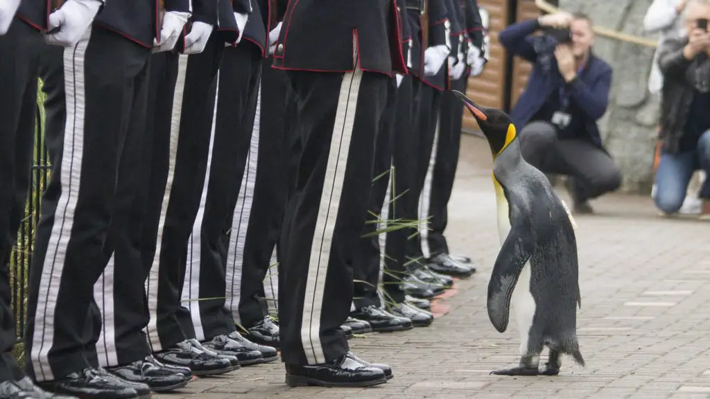 Norway knighted a penguin