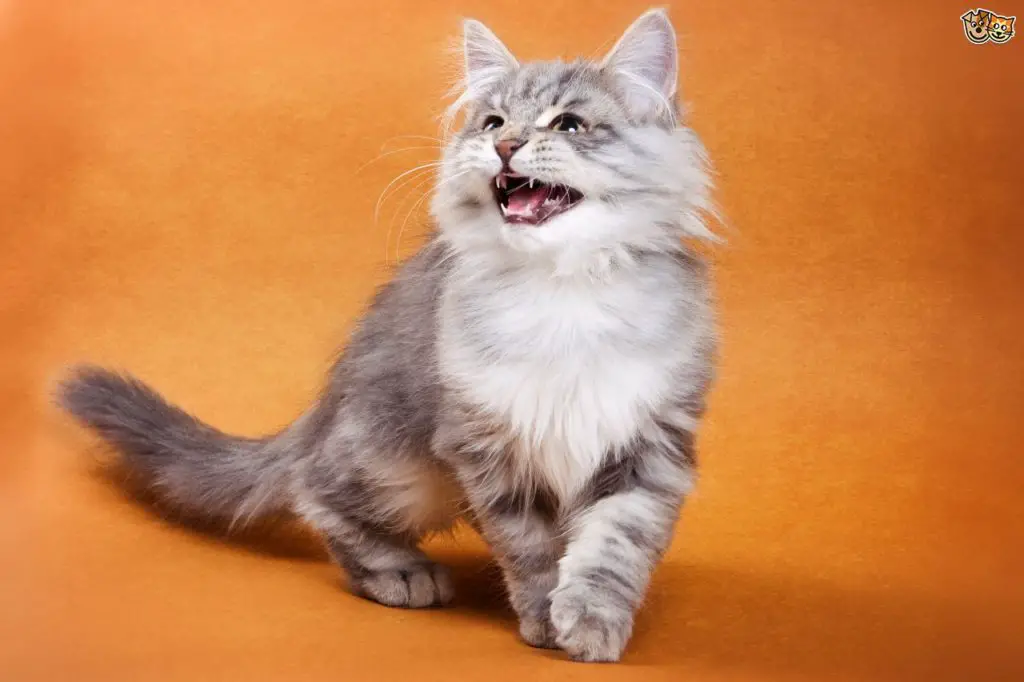 Top 15 Unusual Cat Facts That Will Blow Your Mind Top 15