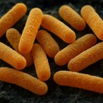 ジキバクテリア: 謎の微生物門の秘密を明らかにする