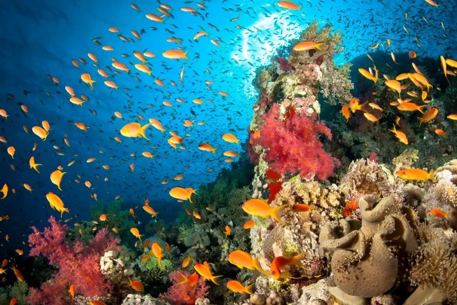 Egyptian red sea