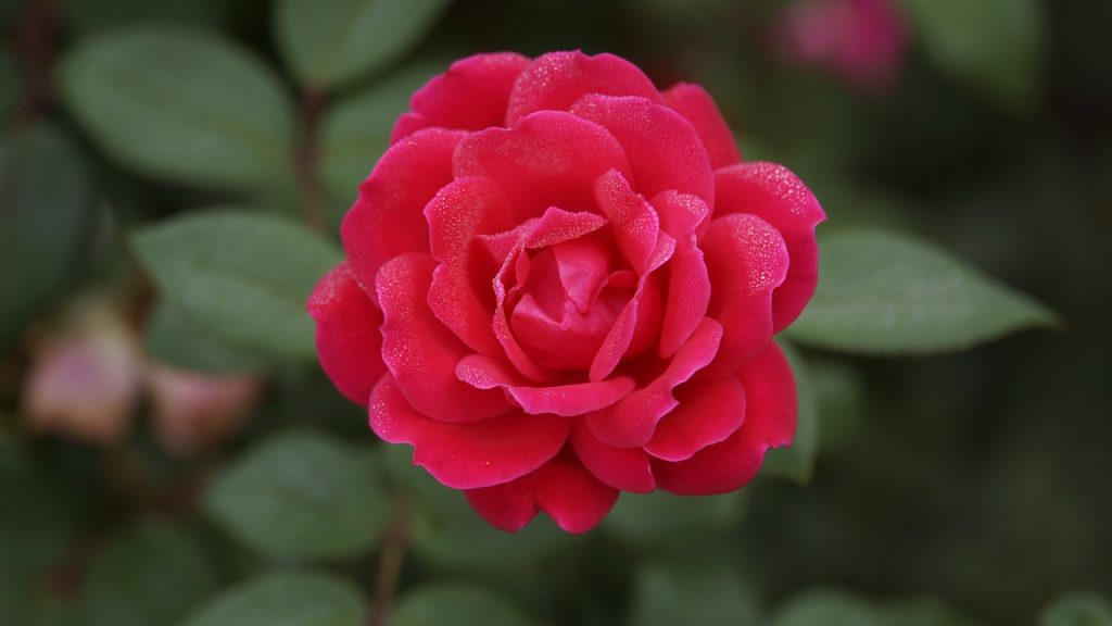 Crimson Rose - Sylvia Winters