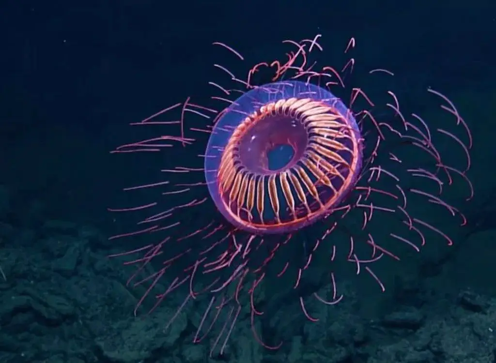 Halitrephes Massi Jellyfish