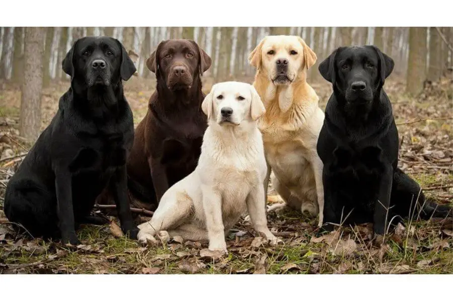 Top 15 Family Dogs - Labrador Retriever