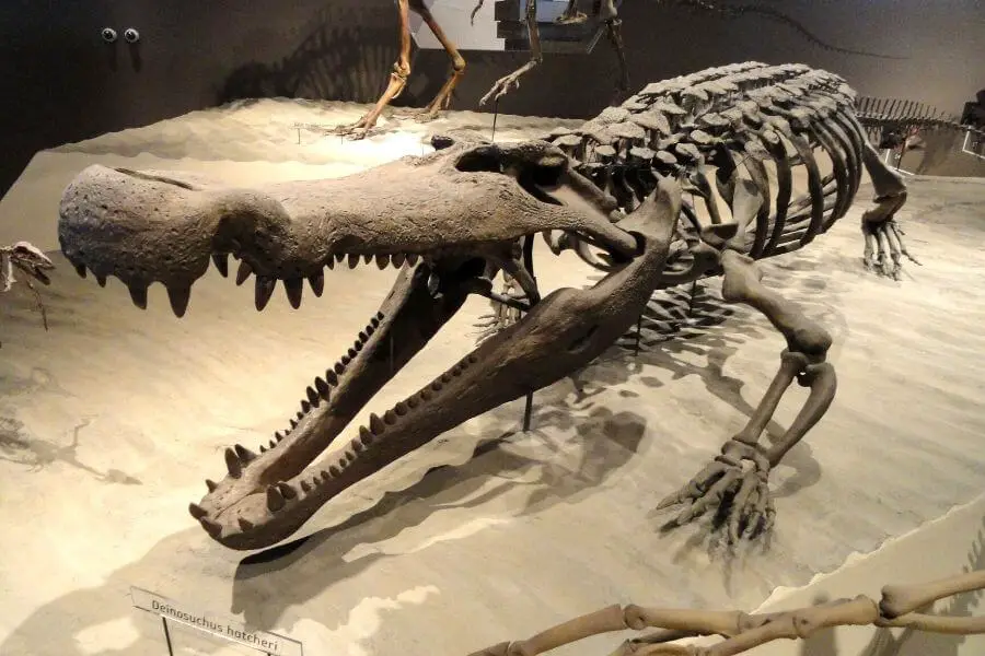 Deinosuchus Hatcheri