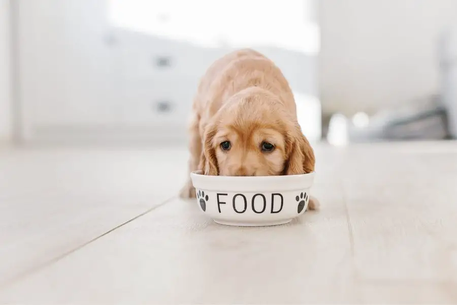 Feed Your Dog A Healthy And Nourishing Diet