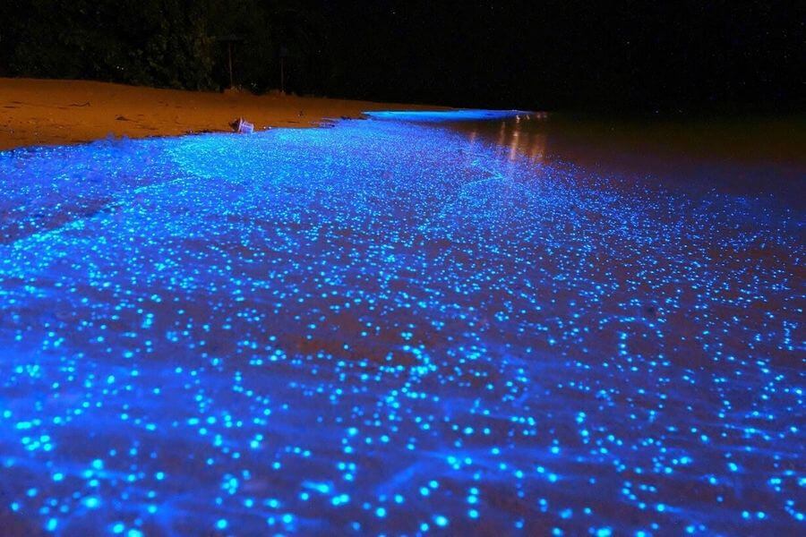 Bioluminescent Beach (Maldives)