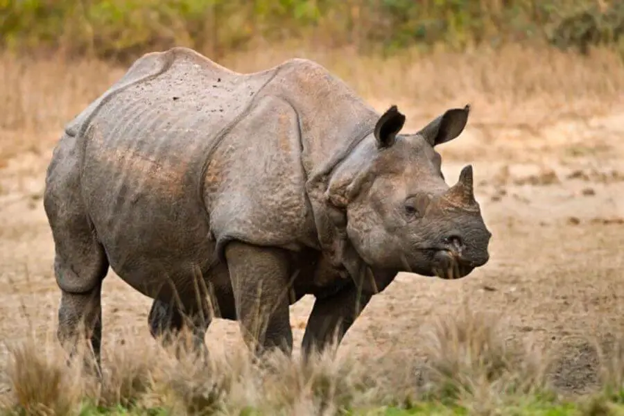  Best place to find one-horned rhinoceros