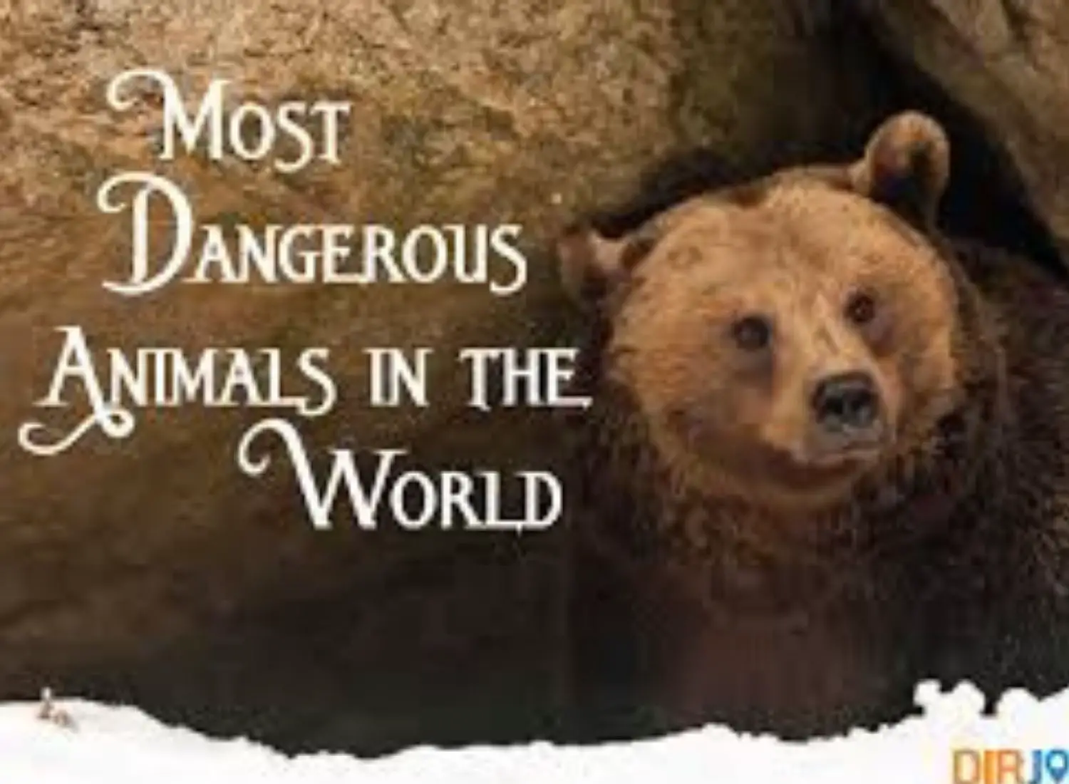Top 15 Most Dangerous Animals On The Planet - Top 15