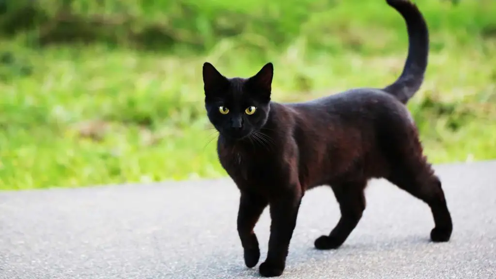 A Black cat crosses your path