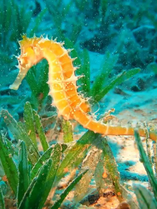 Top 15 Rare Aquatic Creatures In The World