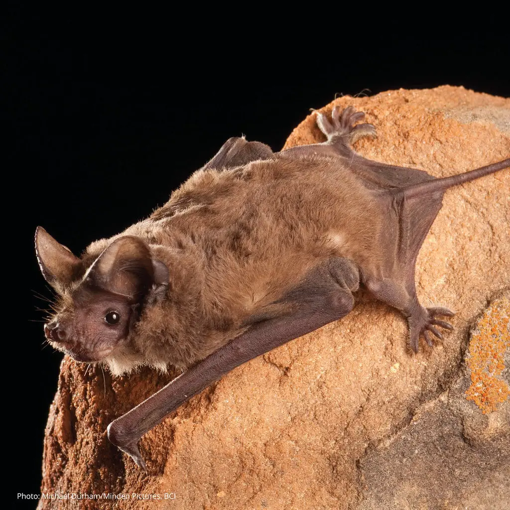 Mexican free-tailed-bat