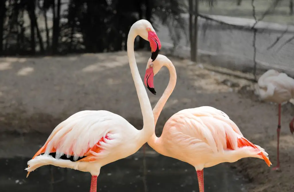 Shilluk: Gods Used Flamingos As Models To Create Humans